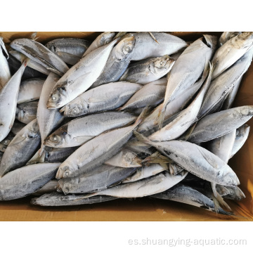 Pescado de caballa de caballos de mariscos congelados